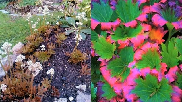Редкий Многолетник, Меняющий Окраску Листвы смотреть онлайн