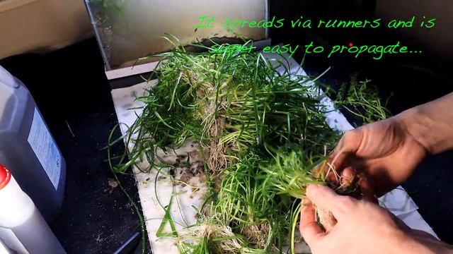 Dwarf Sagittaria Subulata Experiment (Aquarium Carpet in Sand, Gravel & Soil) смотреть онлайн