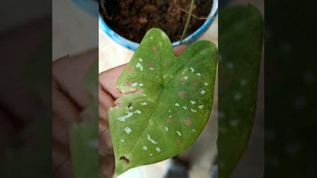 Caladium Bicolor (Elephant Ear)