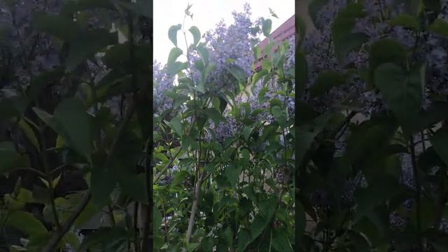 Сирень цветет смотреть онлайн