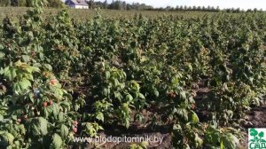 Малина ремонтантная сорт Полка (Polka)