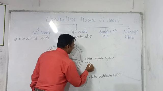 Conducting Tissue of Heart ?|SA node,AV node, bundle hisPurkinje fibres| Class 12 #neet2022 #mhtcet смотреть онлайн