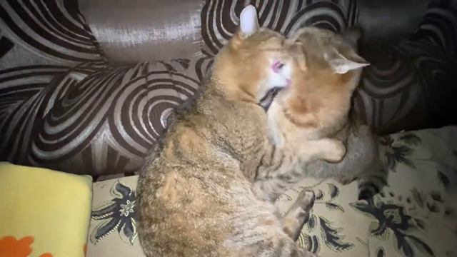 Кот целует свою мамашу и получает по морде смотреть онлайн