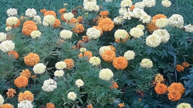 Ритуал - онлайн Снять порчи и подклады, утихомирить соседей на луг. К Хозяину луга. смотреть онлайн