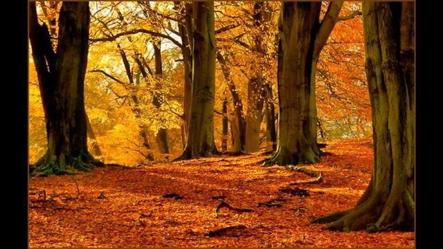 Осень, осень листья пожелтели смотреть онлайн