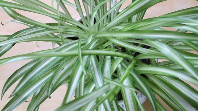 Chlorophytum comosum "Spider Plant" Care | A Plant A Week смотреть онлайн