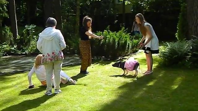 Мини-пиги, микропиги в Москве, на свадьбу смотреть онлайн