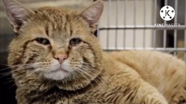 Бездомный рыжий кот очутился в приюте и… вдруг заговорил с людьми! смотреть онлайн