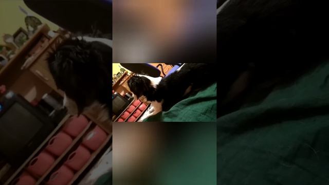 51. Кавалер Кинг Чарльз Спаниель