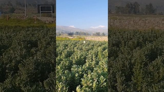 Смешная альпака спряталась за грядками картошки смотреть онлайн
