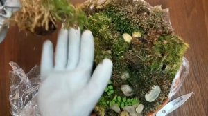 экосистема на подоконнике. создаем маленький лес из мха. как сделать экосистему из растений