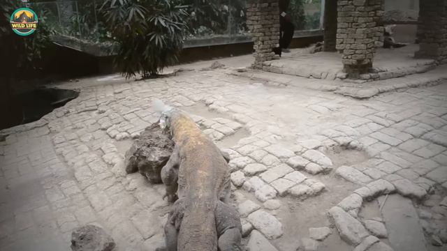 Top 15 Vicious Moments Displaying The Wrath Of The Komodo Dragon смотреть онлайн