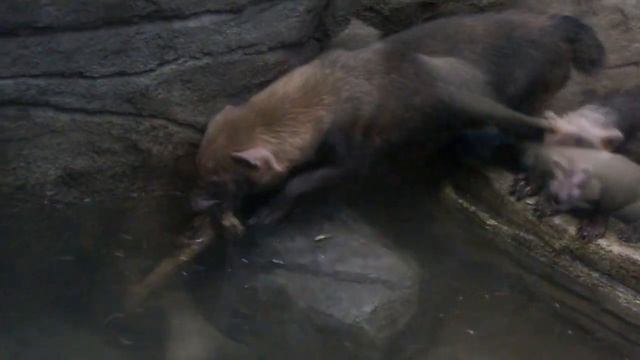 Кустарниковые собаки Боб и Долли вместе с детьми находят себе развлечения. смотреть онлайн