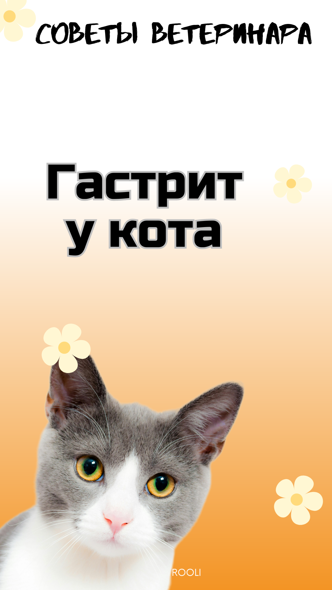 Гастрит у домашних животных - котов и кошек. Причины, симптомы гастрита у питомцев. смотреть онлайн