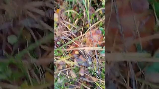 Сразу 13 белых на одном месте!!! #shorts