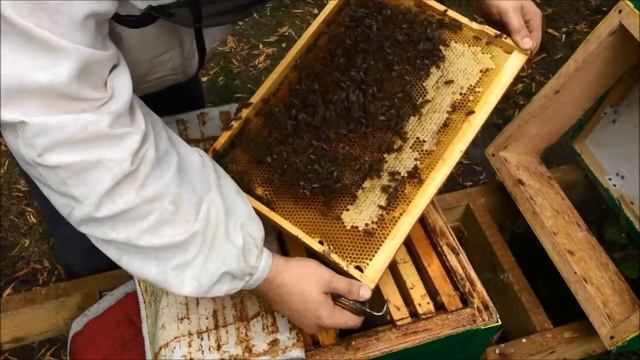 Молодая матка облетелась и начала сеить. Проверим плотность засева? смотреть онлайн