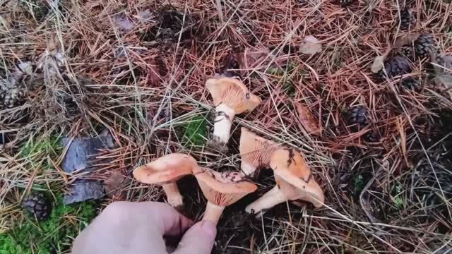 Рыжики в ноябре. смотреть онлайн
