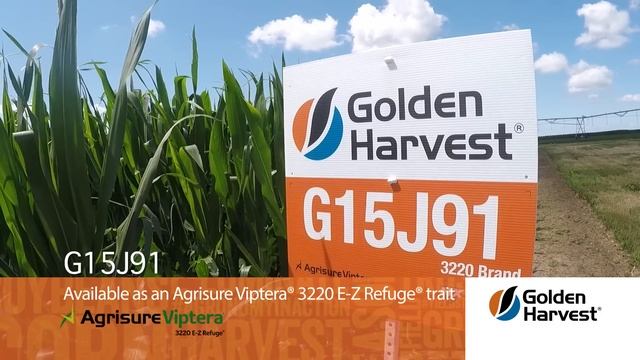 Agronomy Spotlight: Golden Harvest G15J91 смотреть онлайн