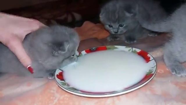 Учим котят кушать)) Правый совсем не разобрался еще)))How to learn kittens to eat independently смотреть онлайн