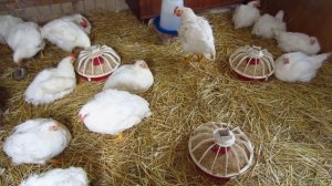 Бройлеры 5 кг! Все секреты выращивания! Бройлер КОББ 500!