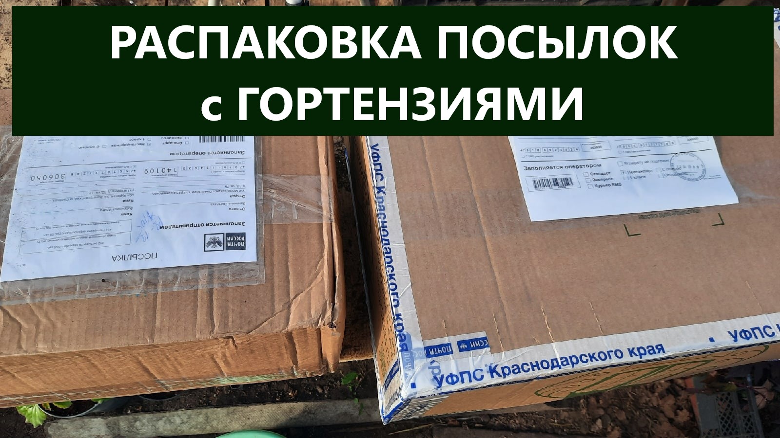 Распаковка посылок с гортензиями. Обзор саженцев крупнолистных и метельчатых гортензий. смотреть онлайн