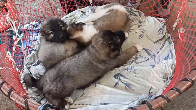 Янгиабад. базар животных