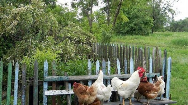 Ольга Воронец – Деревенька моя