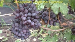 Виноград 2022. Кишмиш Сказка - лучшая форма Калугина на моем винограднике