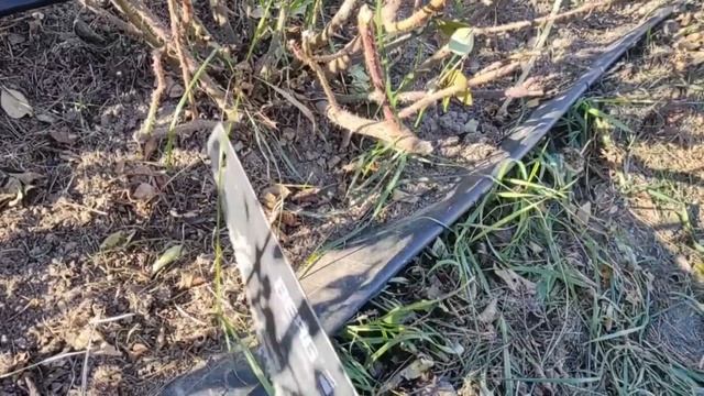 Маленькие хитрости большого укрытия роз на зиму/Давайте мечтать вместе! смотреть онлайн