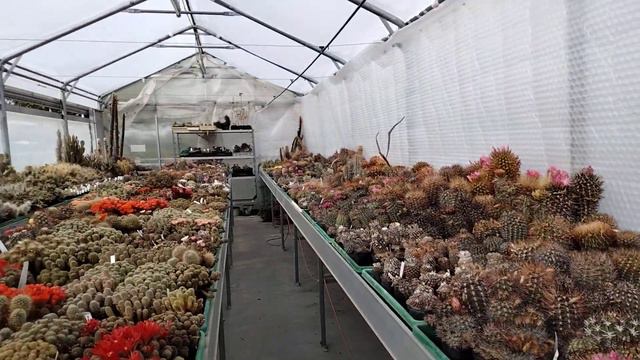 Тысячи кактусов Андреаса Весснера..Andreas Wessner.Kakteen. смотреть онлайн