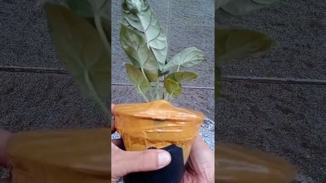 Alocasia Silver Dragon #shorts #alocasia #alocasiasilverdragon #plant #gardening смотреть онлайн