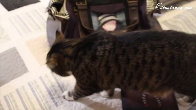 ВЛОГ по запросам ;) Наряжаем елку, украшаем дом, покупки, организация всего и тд и тп смотреть онлайн