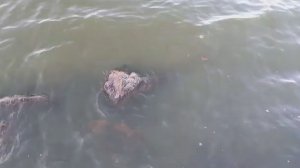 УТОНУЛ РЕБЁНОК