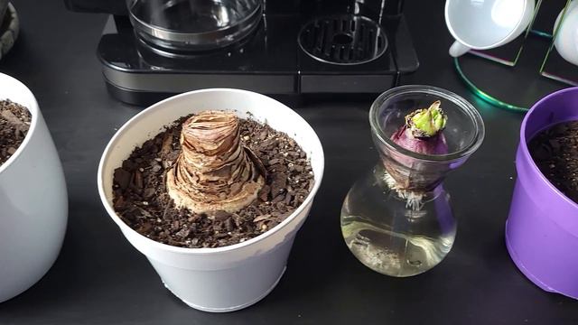 Indoor Amaryllis, Cally Lily, & Hyacinth Update смотреть онлайн