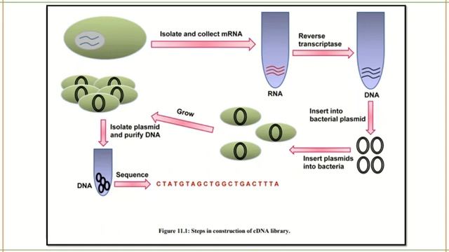 cDNA Library (in Hindi ) | cDNA | GATE BT | Gurmantra смотреть онлайн