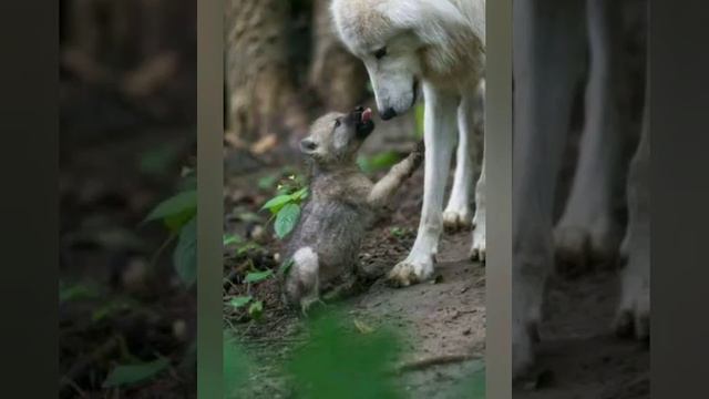 Самые красивые животные в мире смотреть онлайн