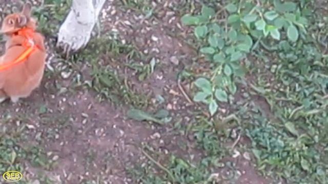 Эти забавные животные! Я ошибалась, думая, что девочка гуляет с котом... смотреть онлайн