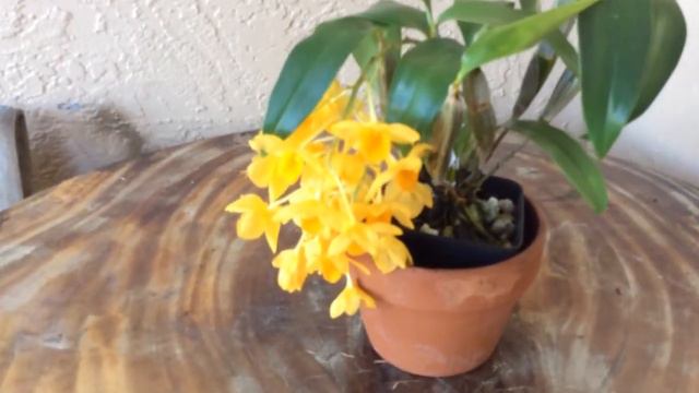 Dendrobium Griffithianum смотреть онлайн