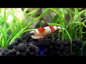 Креветочник. Потомство кристаллов.