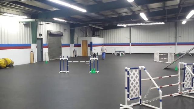 Saluki agility(1) смотреть онлайн