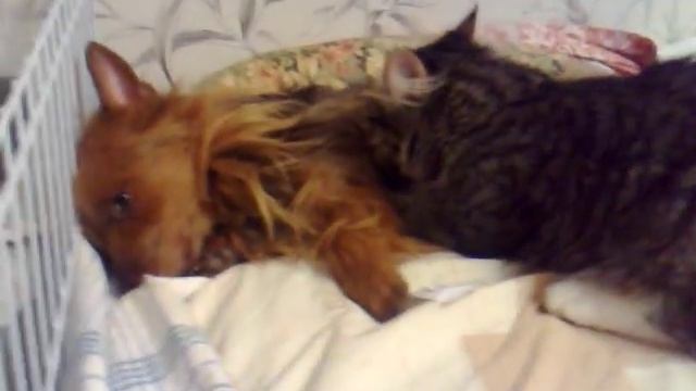 Кот, собачий массажист. смотреть онлайн