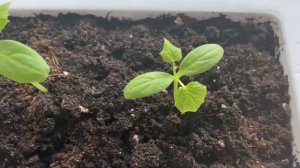 Это реально!!!??Вырастить дома помидоры Черри? Балконное чудо!!!???