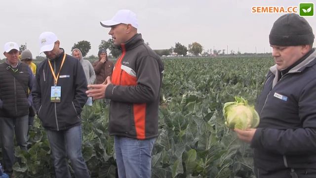Америго F1 капуста (syngenta) День поля 13.10.2016 смотреть онлайн