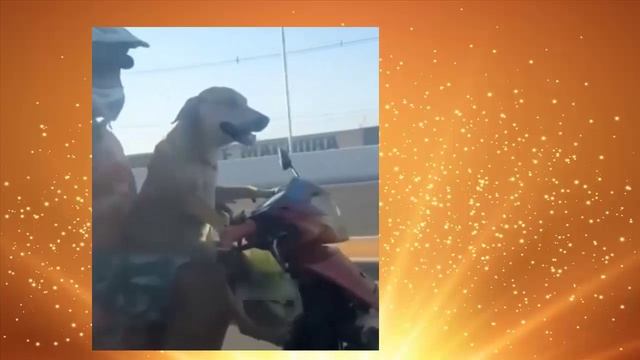 а начелось с фокуса смотреть онлайн