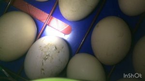 Инкубация куриных яиц от А до Я в инкубаторе Рябушка смарт turbo