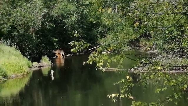 VID 20190714 085352 ОХОТА С ВИДЕОКАМЕРОЙ. смотреть онлайн