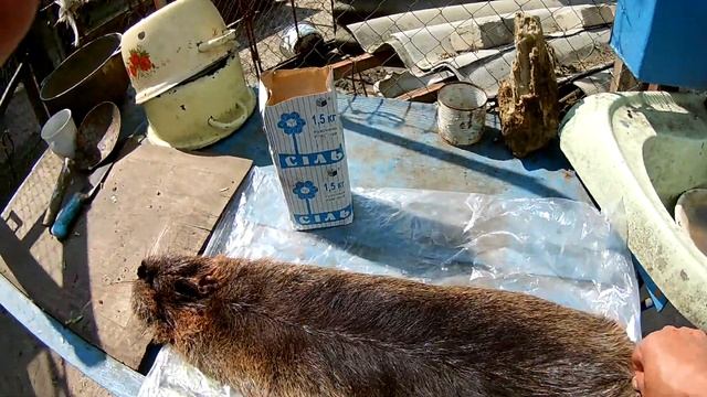 Вес нутрии 1,3 месяца . смотреть онлайн