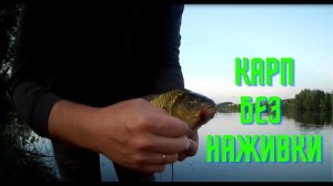 Карп клюет без наживки.  Чудо снасть работает.  Рыбалка на фидер.