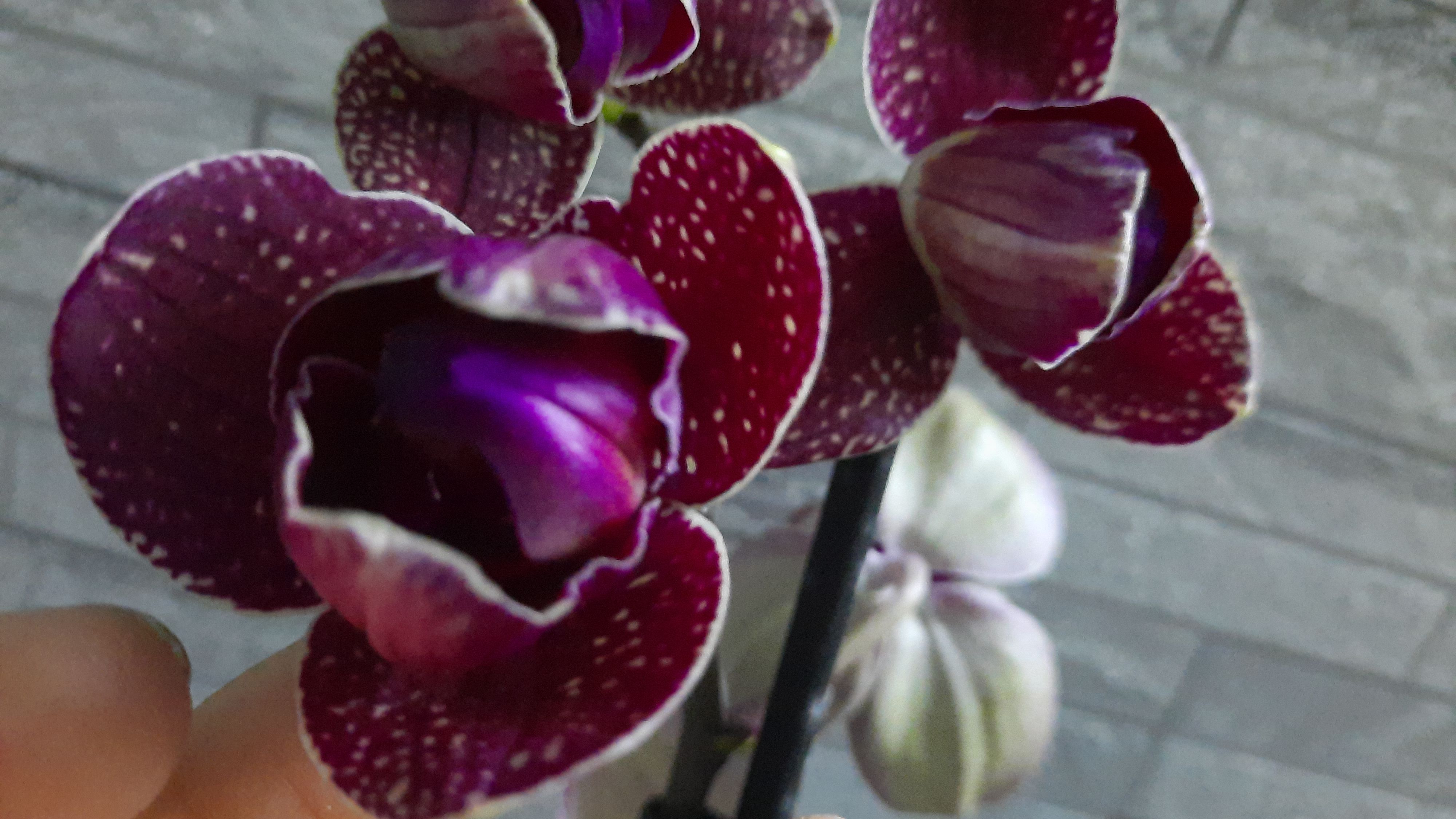 ПОКУПКИ ОРХИДЕЙ.ПЕЛОРИК КИМОНО И .МИЛЬТОНИЯ САНСЕТ ЛАВ//13.02.24// смотреть онлайн