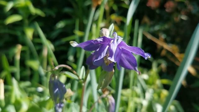 Best plants for insect pollinators: Aquilegia vulgaris, the common columbine, great for shade смотреть онлайн
